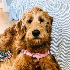 Meet your Posher, Colleen